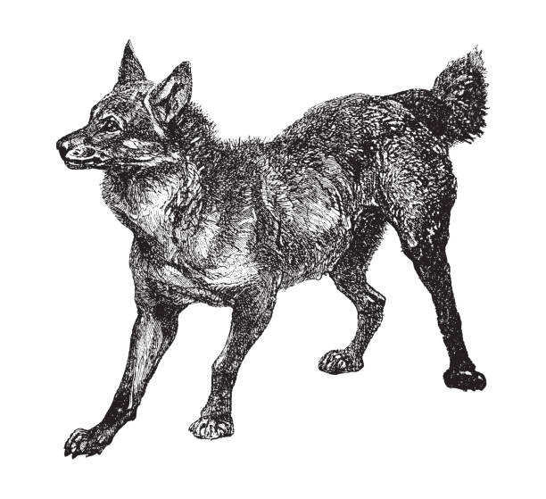 illustrations, cliparts, dessins animés et icônes de loup à crinière (chrysocyon brachyurus) - illustration vintage - loup à crinière