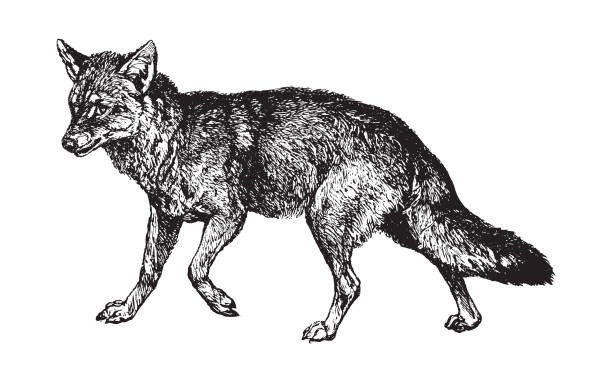 Golden jackal (Canis aureus) - vintage illustration Vintage engraved illustration isolated on white background - Golden jackal (Canis aureus) jackals stock illustrations