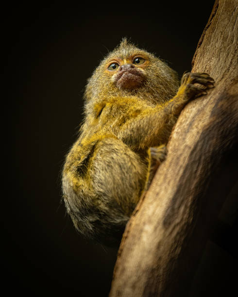 A cute little Pygmy marmoset sitting on a tree A cute little Pygmy marmoset (Cebuella pygmaea) sitting on a tree, dark background pygmy marmoset stock pictures, royalty-free photos & images