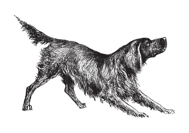 Setter - vintage illustration Vintage engraved illustration isolated on white background - Setter hound stock illustrations