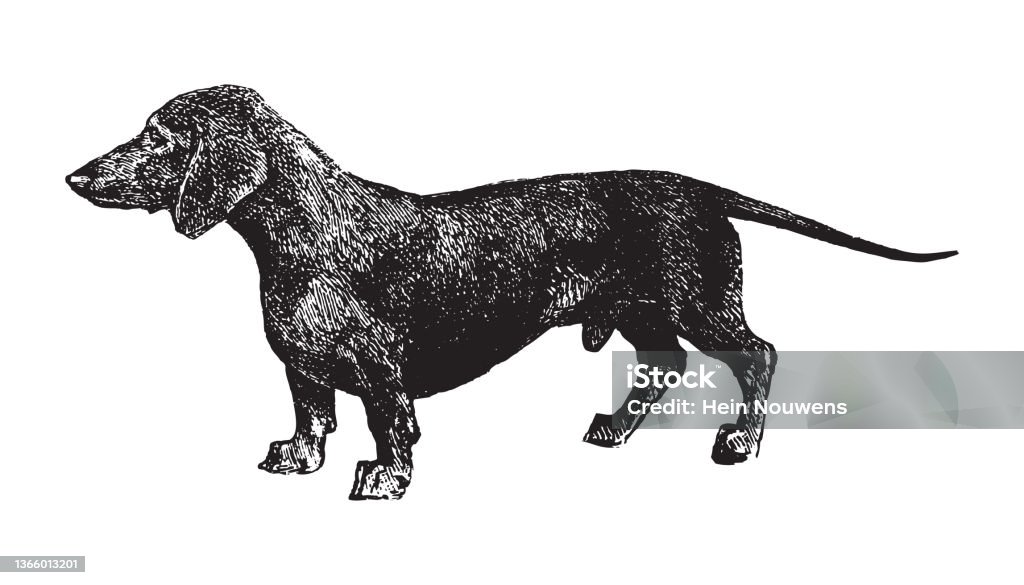 Dachshund - vintage illustration Vintage engraved illustration isolated on white background - Dachshund 19th Century stock illustration Dachshund - vintage illustration Vintage engraved illustration isolated on white background - Dachshund 19th Century stock illustration