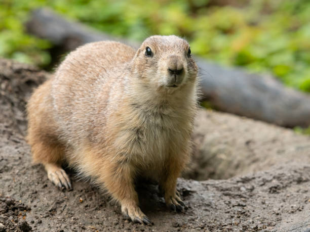 istock A black tailed prairie dog beside its burrow 1366013299