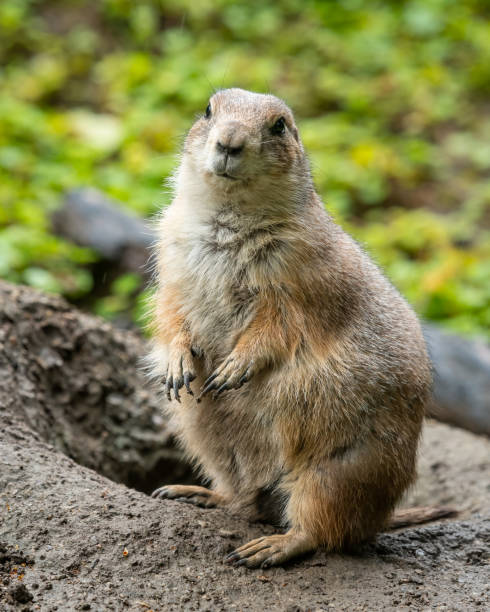 istock A black tailed prairie dog beside its burrow 1366013319