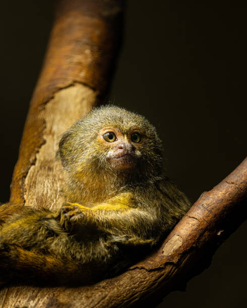 A cute little Pygmy marmoset sitting on a tree A cute little Pygmy marmoset (Cebuella pygmaea) sitting on a tree, dark background pygmy marmoset stock pictures, royalty-free photos & images