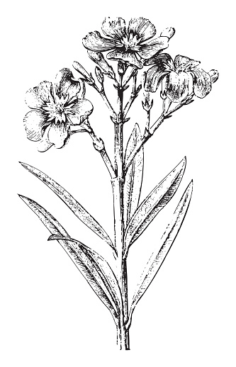 Vintage engraved illustration isolated on white background - Nerium oleander