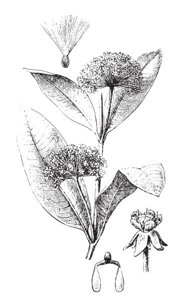 gemeine wolfsmilch (asclepia syriaca) - vintage-illustration - wildflower botanical garden botany flower stock-grafiken, -clipart, -cartoons und -symbole