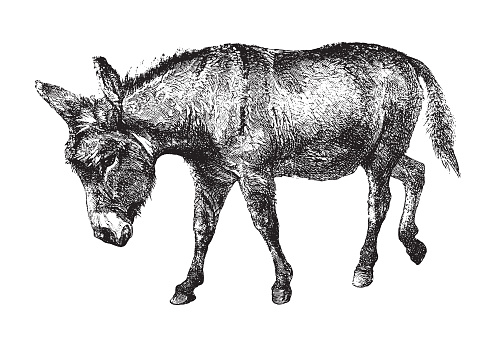 Vintage engraved illustration isolated on white background - Donkey (Equus asinus)