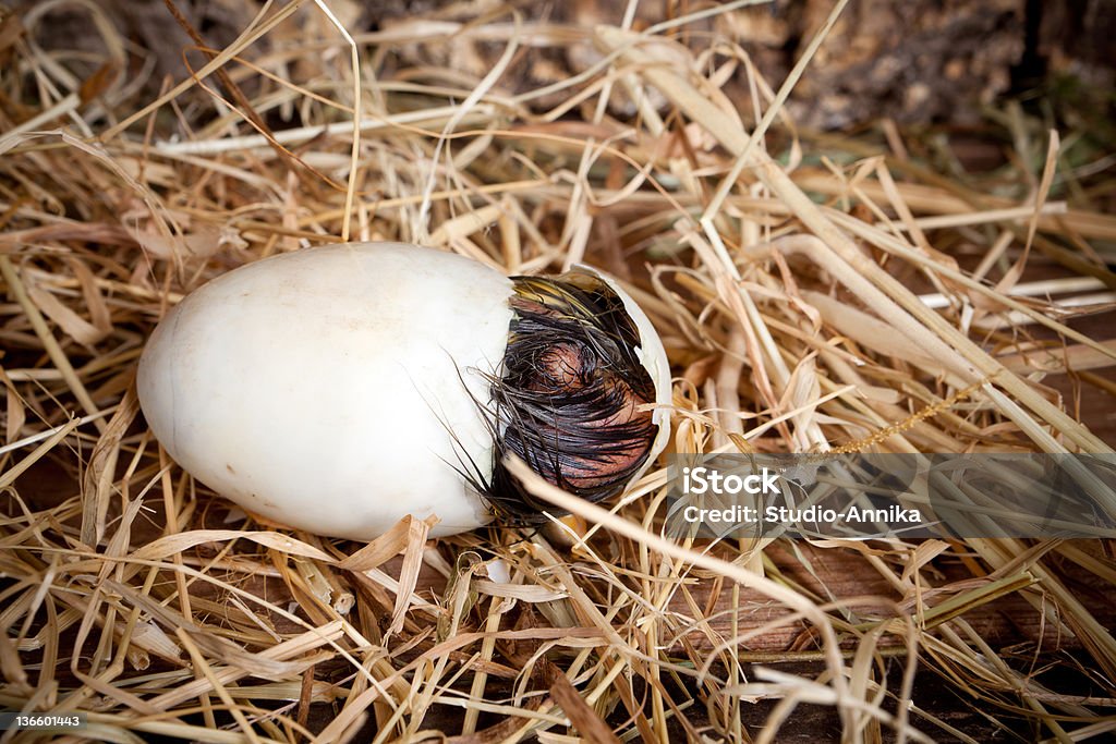 Anatra hatch - Foto stock royalty-free di Anatra - Uccello acquatico