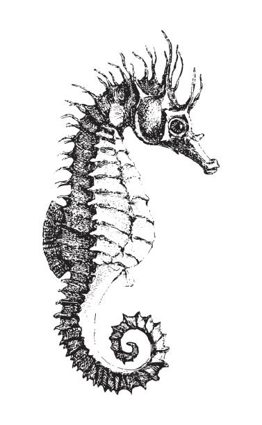illustrations, cliparts, dessins animés et icônes de hippocampe à museau court (hippocampus antiquorum) - illustration vintage - snouted