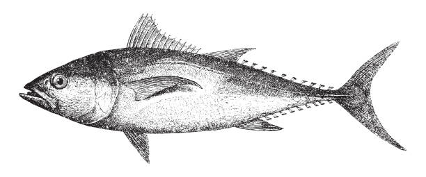 ilustrações de stock, clip art, desenhos animados e ícones de atlantic bluefin tuna (thunnus thynnus) - vintage illustration - tuna