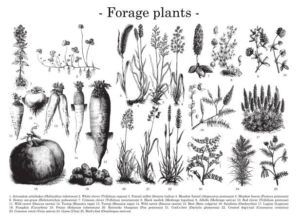 futterpflanzensammlung - vintage-gravurillustration - wildflower botanical garden botany flower stock-grafiken, -clipart, -cartoons und -symbole