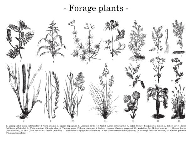 Forage plants collection - vintage engraved illustration 1. Spring vetch (Vicia lathyroides) 2. Corn (Maize) 3. Spurry (Spergula) 4. Common bird's-foot trefoil (Lotus corniculatus) 5. Salad burnet (Sanguisorba minor) 6. Yellow sweet clover 
(Melilotus officinalis) 7. White mustard (Sinapis alba) 8. Timothy grass (Phleum pratense) 9. Italian rye-grass (Festuca perennis) 10. Yorkshire fog (Holcus lanatus) 11. Sheep's fescue 
(Festuca ovina) 12 Ervil (Vicia ervilia) 13. Yarrow (Achillea) 14. Buckwheat (Fagopyrum esculentum) 15. Alsike clover (Trifolium hybridum) 16. Cabbage (Brassica oleracea) 17. Ribwort plantain (Plantago lanceolata) buckwheat stock illustrations