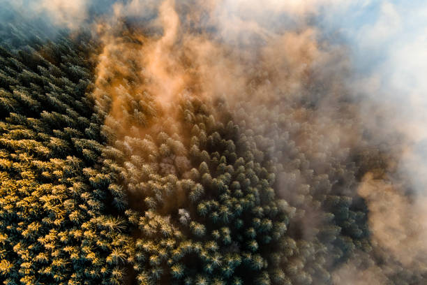 vue aérienne d’une forêt dense de pins verts avec des auvents d’épinettes dans les montagnes d’automne. - forest aerial view taiga treetop photos et images de collection