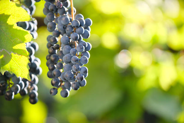 istock Blue grape branch growing in vine yard in autumn garden. 1366014805