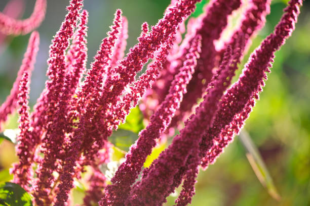Indian red amaranth plant growing in summer garden. Leaf vegetable, cereal and ornamental plant, source of proteins and amino acids. Indian red amaranth plant growing in summer garden. Leaf vegetable, cereal and ornamental plant, source of proteins and amino acids. amaranthus retroflexus stock pictures, royalty-free photos & images