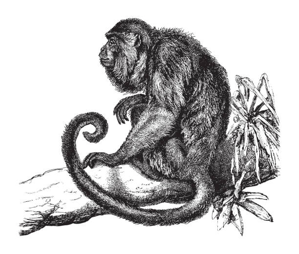 Ursine howler monkey (Mycetes ursinus) - vintage illustration Vintage engraved illustration isolated on white background - Ursine howler monkey (Mycetes ursinus) howler monkey stock illustrations