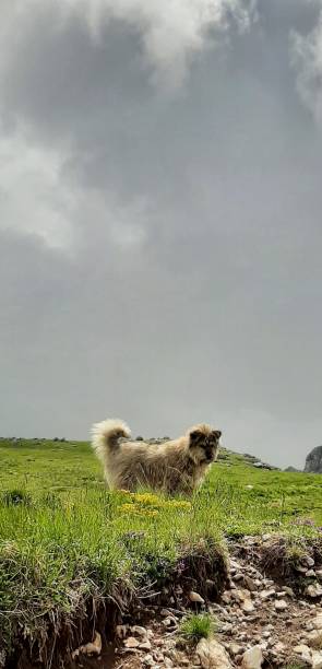 istock Dog in the mountain 1366017304