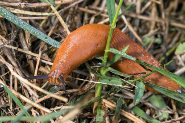 istock Red slug, Arion rufus, crawls over dry grass and foliage 1366020495