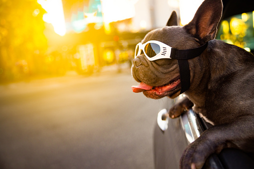 Excited and curious dog, a French Bulldog, with protective eyewear, leaning through the car window, during the car ride to observe the environment