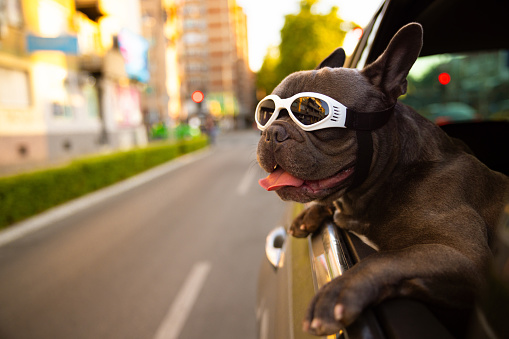 French Bulldog, with protective eyewear, leaning through the car window, during the car ride to observe the environment