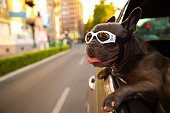 During car ride, cute French Bulldog, with protective eyewear observing the city during sunset