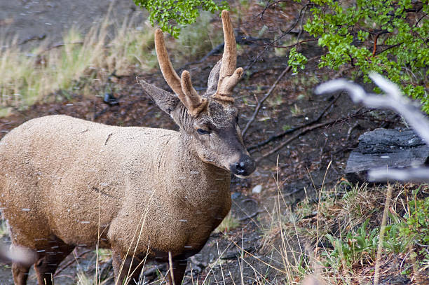 Male of Huemul (Hippocamelus bisulcus) stock photo