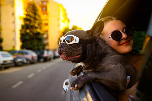 Funny French Bulldog, with protective eyewear, leaning through car window, during car ride to observe the environment, while his female pet owner holding him, and embracing