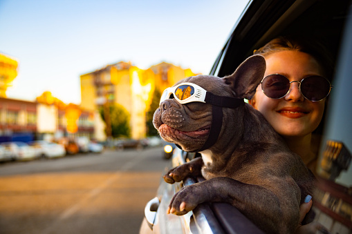 Excited and curious dog, a French Bulldog, with protective eyewear, leaning through car window, during car ride to observe the environment, while his female pet owner holding him, and embracing