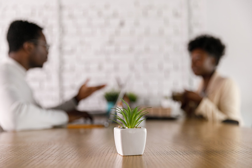 Selective focus shot of two business colleagues discussing strategies for a project they are co-working on. In the focus, in the foreground, is a cute little, decorative plant.