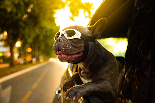 French Bulldog, with protective eyewear, leaning through the car window, during the car ride to observe the environment