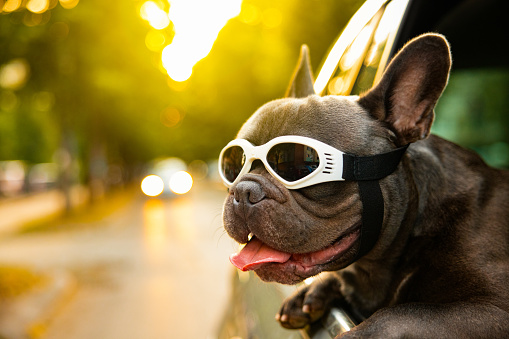 Excited and curious dog, a French Bulldog, with protective eyewear, leaning through the car window, during the car ride to observe the environment