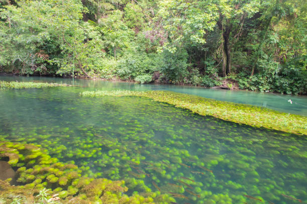 istock This Is a Beautiful Brazilian Lake 1366022394