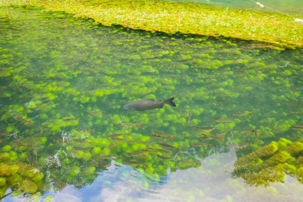 istock This Is a Beautiful Brazilian Lake 1366022403
