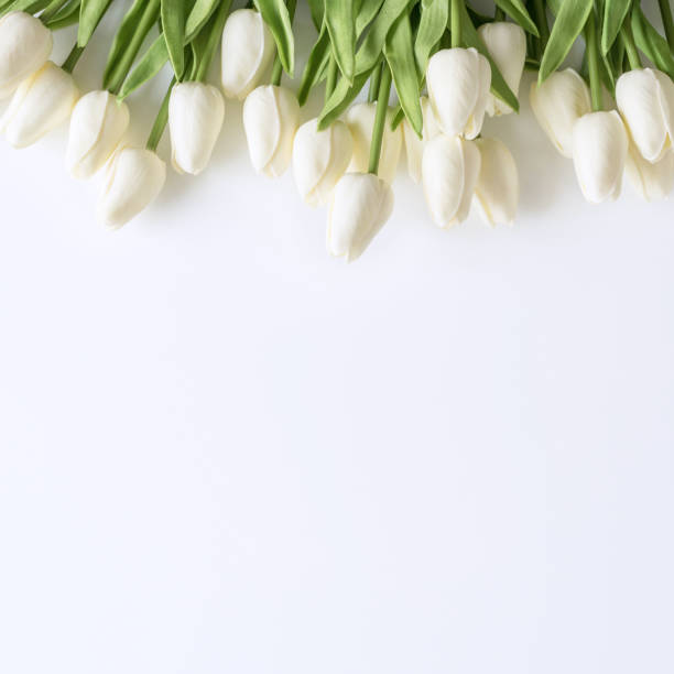istock White tulips on white background. Valentines Day, Mothers day, Birthday, spring time. Celebration concept. Greeting card, template. Copy space, flat lay. 1366022921