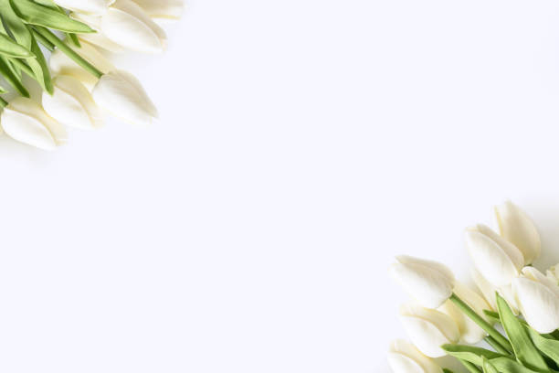 istock White tulips on white background. Valentines Day, Mothers day, Birthday, spring time. Celebration concept. Greeting card, template. Copy space, flat lay. 1366023111
