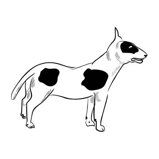 Vector illustration of Bull Terrier dog isolated on white background.