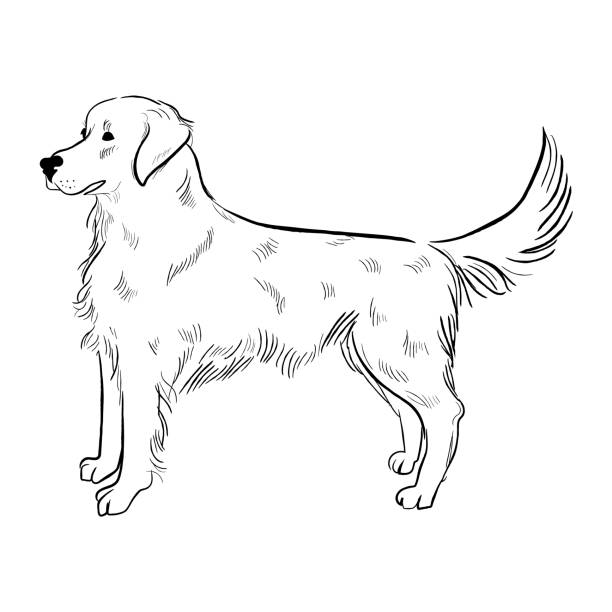 золотистый ретривер изолирован на белом фоне. - golden retriever retriever white background isolated stock illustrations