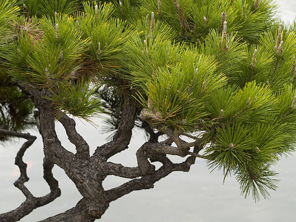 Japanese Pine Tree by the river stock photo