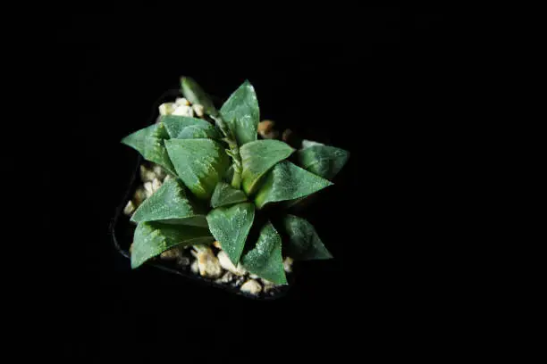 haworthia picta. succulent  on dark background. Haworthia isolaed.black background.Haworthia in a pot . haworthia picta close-up on dark background.succulent plant on dark background. studio shot.haworthia  with  place for text.