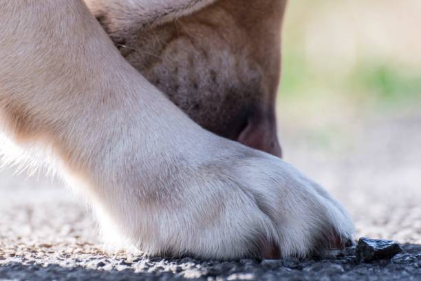 istock A dog smells a paw 1366024857