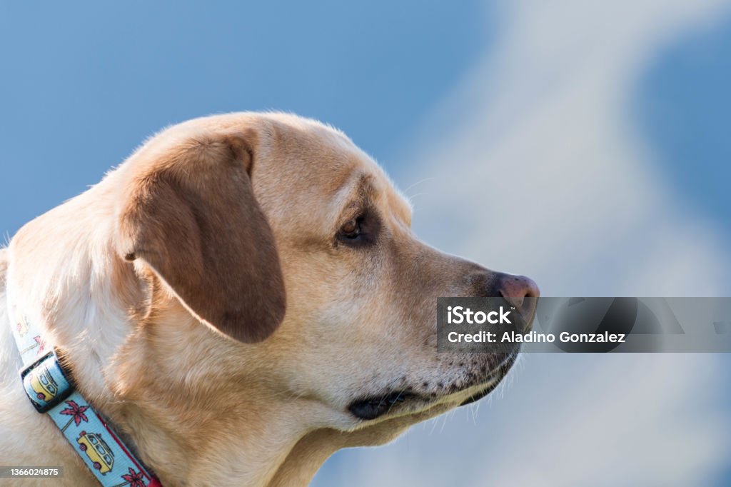 Retrato de un perro A Labrador dog Animal Stock Photo