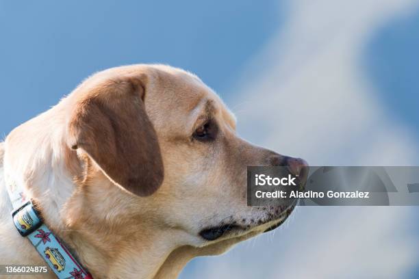 Retrato De Un Perro Stock Photo - Download Image Now - Animal, Animal Body Part, Animal Ear