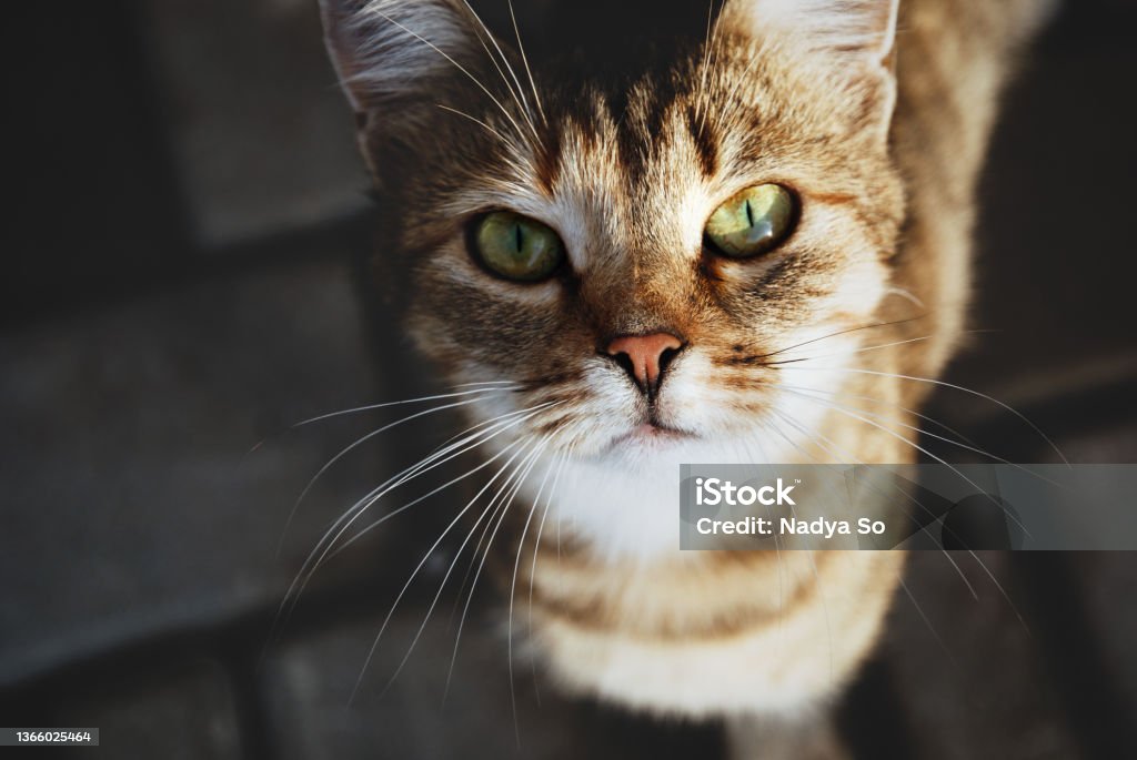 Homeless stray cat looking in your eyes, animal shelter, trust and care concept Domestic Cat Stock Photo