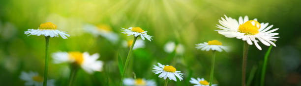 istock Daisies on spring green meadow. Nature background. 1366026381