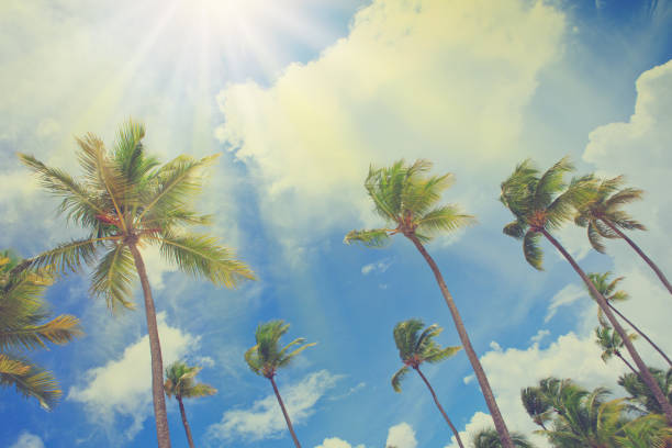 Coconut palm trees on blue sky with white clouds.