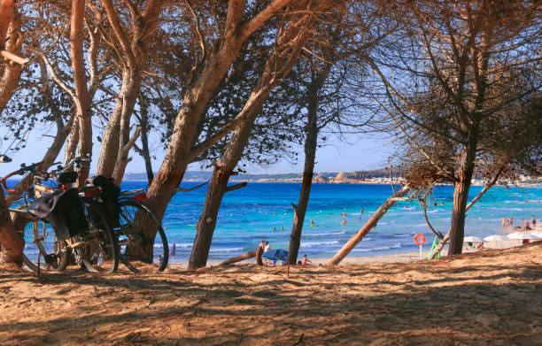 rivabella beach à salento, pouilles (italie): pinède sur la dune. - parasol pine photos et images de collection