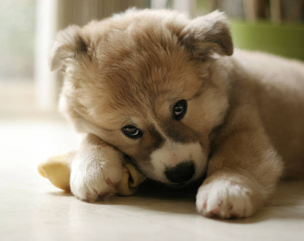 istock adorable puppy chewing his bone 136602770