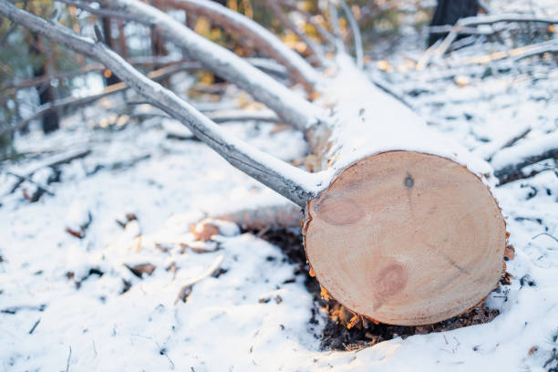 fallen pine on the snow, cleaning overmature trees in the forest. taking care of the forest