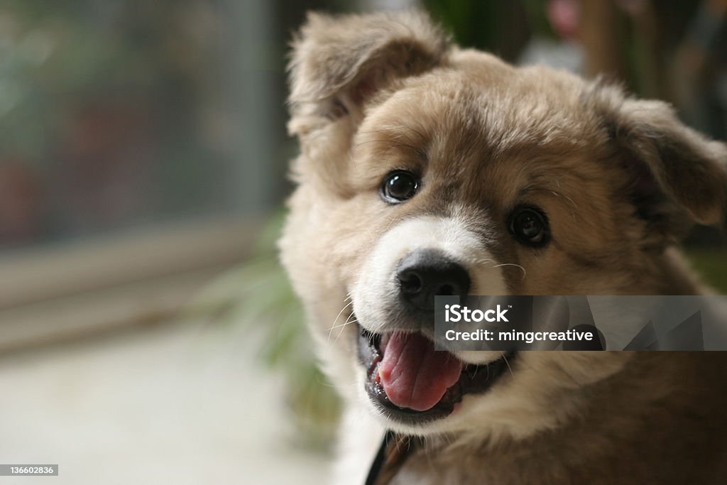 Carino cucciolo Ride - Foto stock royalty-free di Allegro