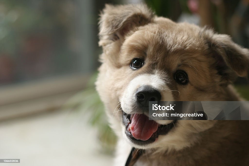 Adorável cachorrinho Rir - Royalty-free Animal Foto de stock
